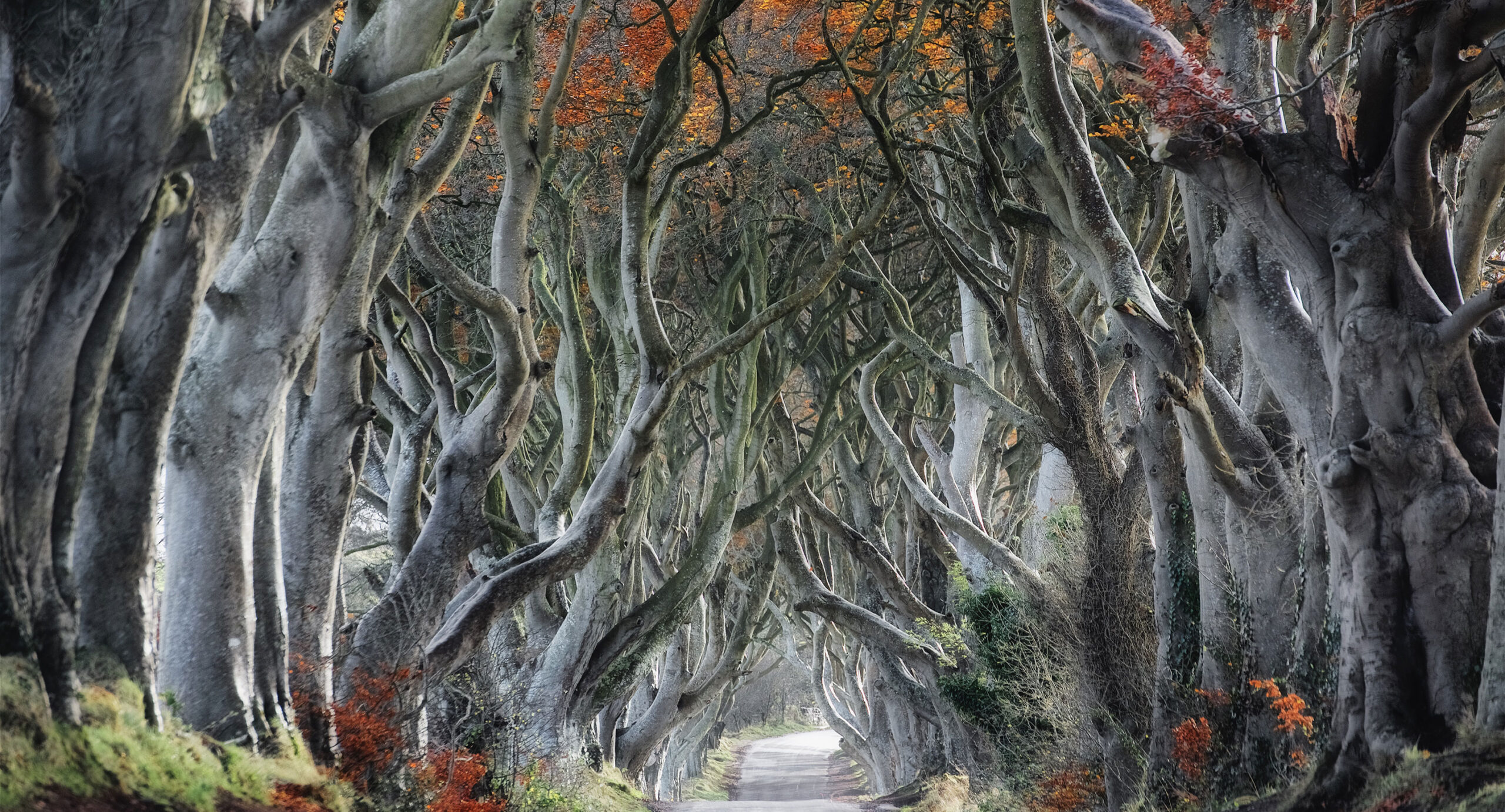 Long road perspective with old, withered trees